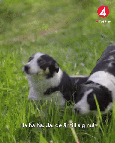 Happy Tv4Play GIF by TV4