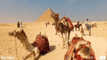 Middle East Egypt GIF by Acorn TV