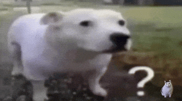 Funny Dog GIF