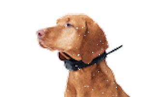 doggps.ru Sticker