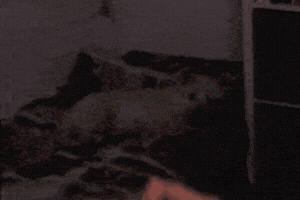 Littlerage Dance GIF