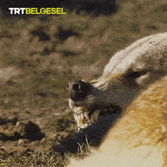 Giphy - Angry Wolf GIF by TRT