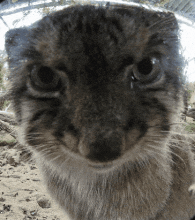 Pallas Cat GIF