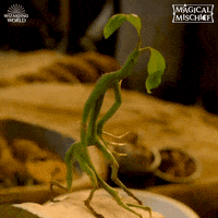 Fantastic Beasts Pickett GIF by Fantastic Beasts: The Crimes of Grindelwald