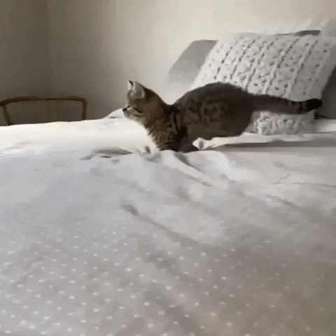 Cat Jumping GIF by JustViral.Net - Find & Share on GIPHY