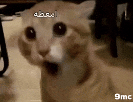 Cat Omg GIF by Bashar