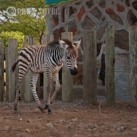 Pbs Nature Baby GIF by Nature on PBS