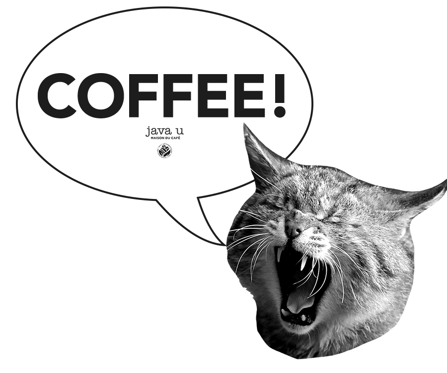 Cat Coffee Sticker by JavaUOfficial for iOS & Android GIPHY