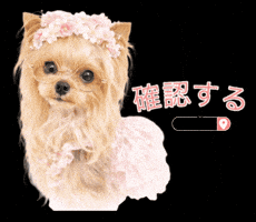 Yorkshire Terrier Dog GIF