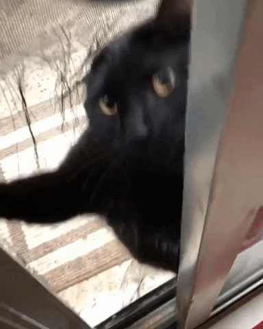 Naughty Cat GIFs - Get the best GIF on GIPHY