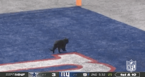 Image result for black cat on football field  gif
