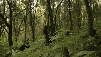 explore  GIF