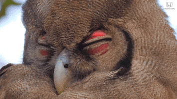Tired Red Eyes GIF by Honda
