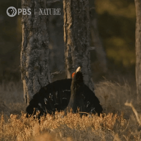Jump Bird GIF by Nature on PBS