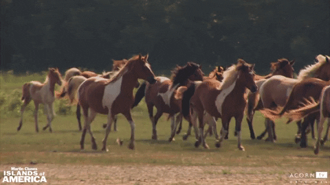 Feral Horses GIFs - Get the best GIF on GIPHY
