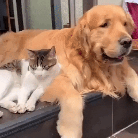 justviralnet funny animal friendship viral GIF
