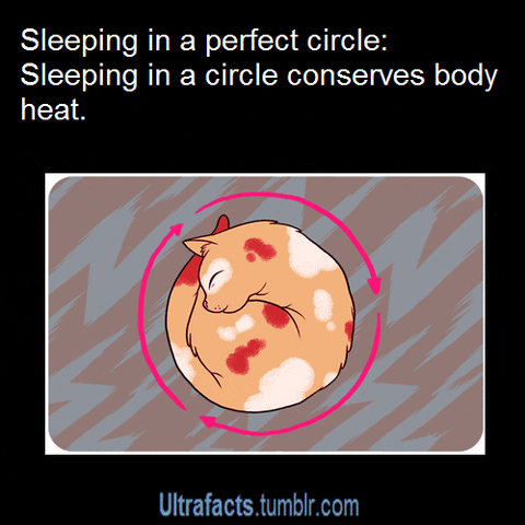 Text gif. Cat is sleeping in a circle and a pink arrow flows around it. Text, "Sleeping in a perfect circle: Sleeping in a circle conserves body heat."