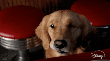 Hailee Steinfeld Dog GIF by Marvel Studios
