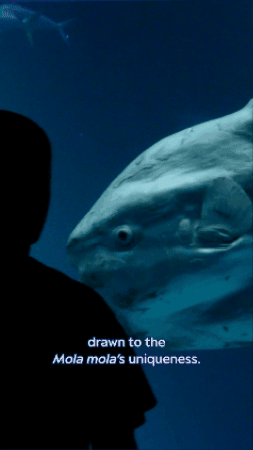 Open Sea Fish GIF by Monterey Bay Aquarium