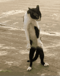 Cute Cat Sticker Hawaiian Dance GIF  GIFDBcom