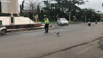 Police Officer Helps Kitty Cross The Street GIF by ViralHog