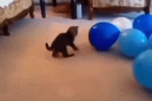 Cat Boom GIF