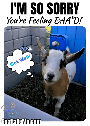 baby goat meme