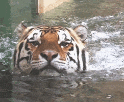 200.gif