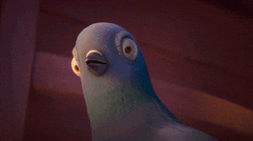 nouvellesimages confused shocked bird pigeon GIF