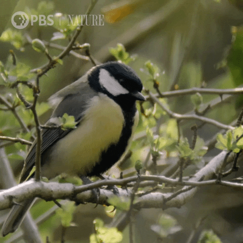 Happy Bird GIF by Nature on PBS