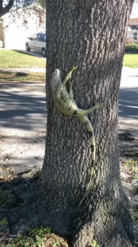 Strike a Pose: Immobile Iguana Hangs From Tree During Florida Cold Snap