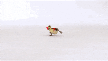 Duckling Running GIF