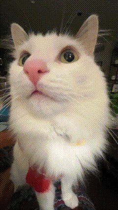 Cat GIF