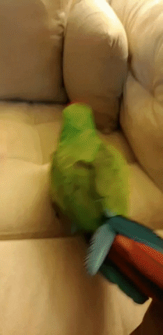 Really GIF