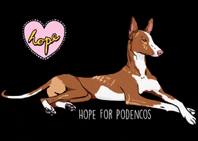 Hope For Podencos GIF