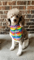 The Birdcage Pride GIF by Geekster Pets