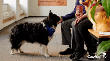 dog what GIF by Capital One