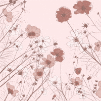 Light Pink Flower Gifs Get The Best Gif On Giphy Light Pink Flower Gifs Get The Best Gif On Giphy
