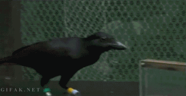 Crows GIF - Find & Share on GIPHY