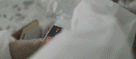 citrus