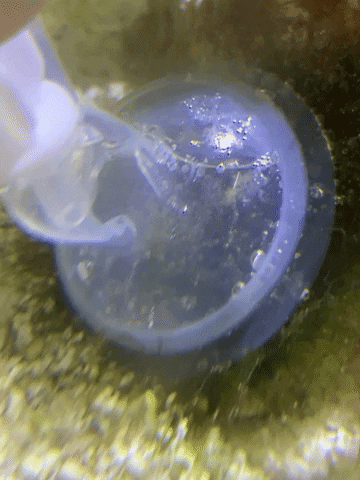 Reeftank GIF