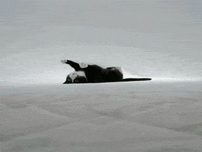 cat GIF