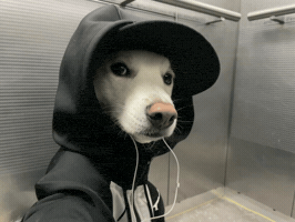 Solana Dawg GIF
