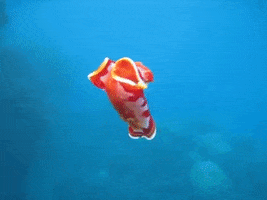 Marine Life Dance GIF by Oceana