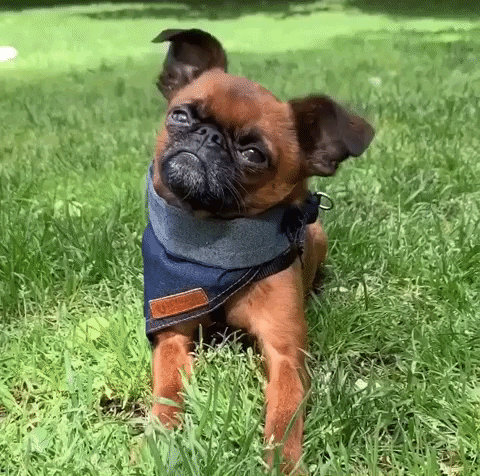 sproutie what confused puppy huh GIF