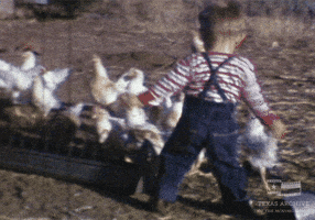 Chasing Chickens GIFs - Get the best GIF on GIPHY