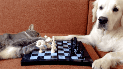 Playing Chess GIFs - Find & Share on GIPHY