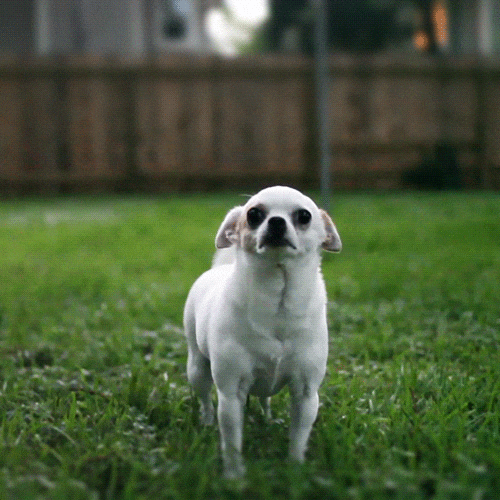 Kunst Hond GIF