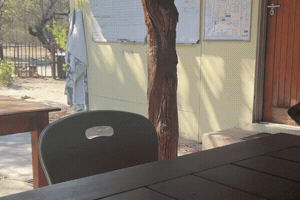 Jump Wildlife GIF