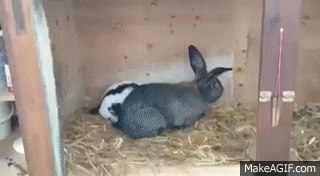 bunnies humping GIF